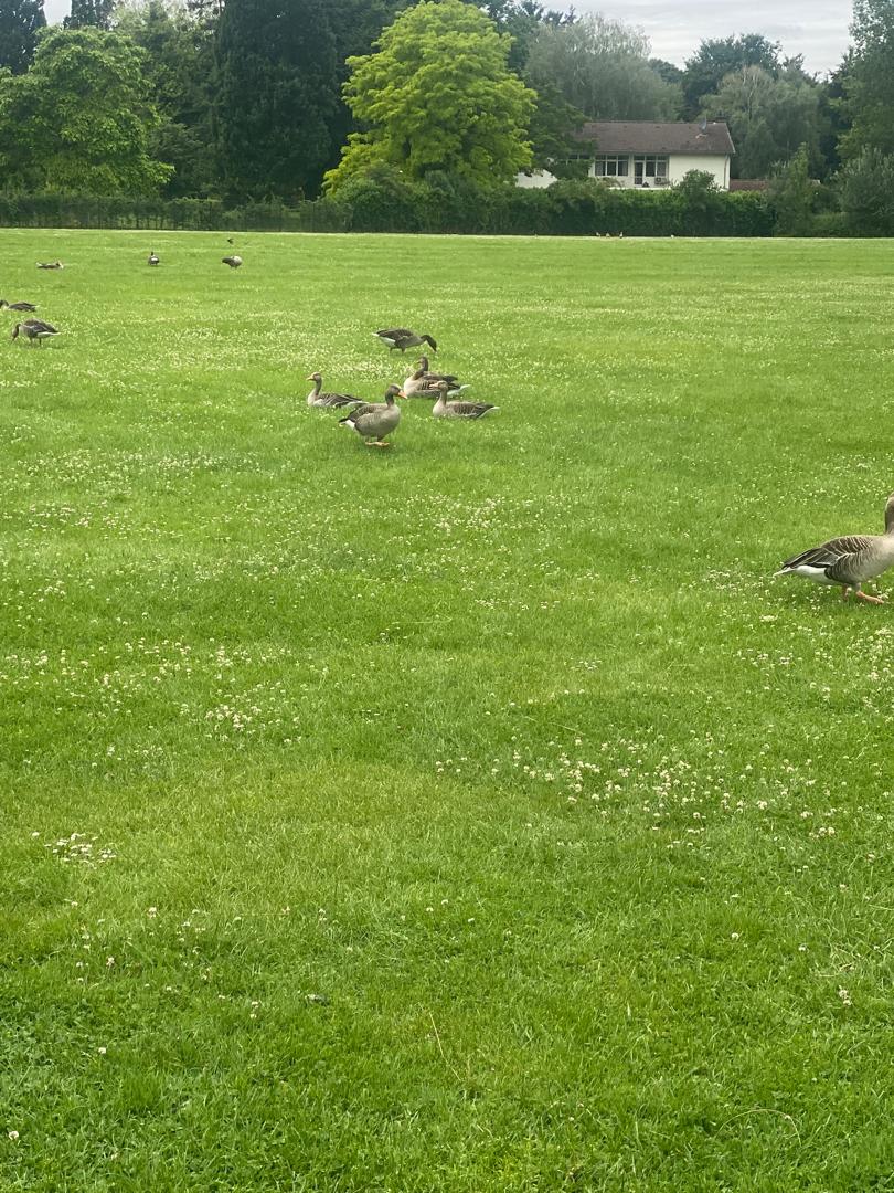 Adaptation Gallery Image 27