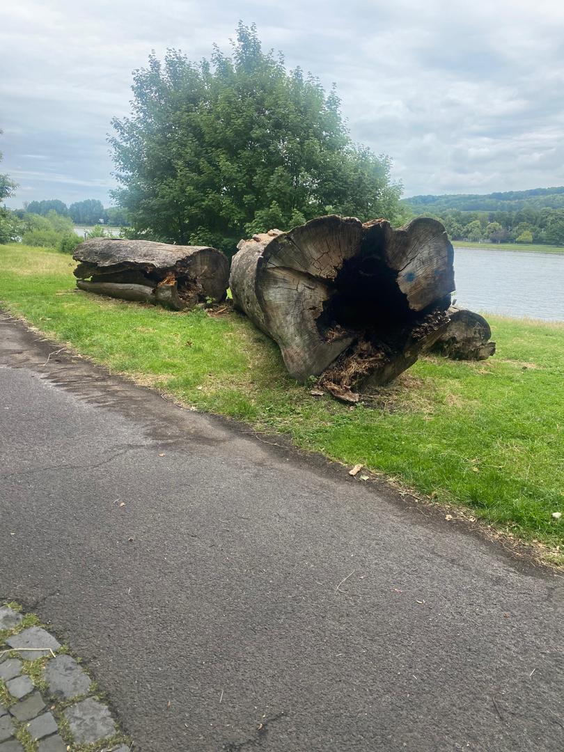 Adaptation Gallery Image 27